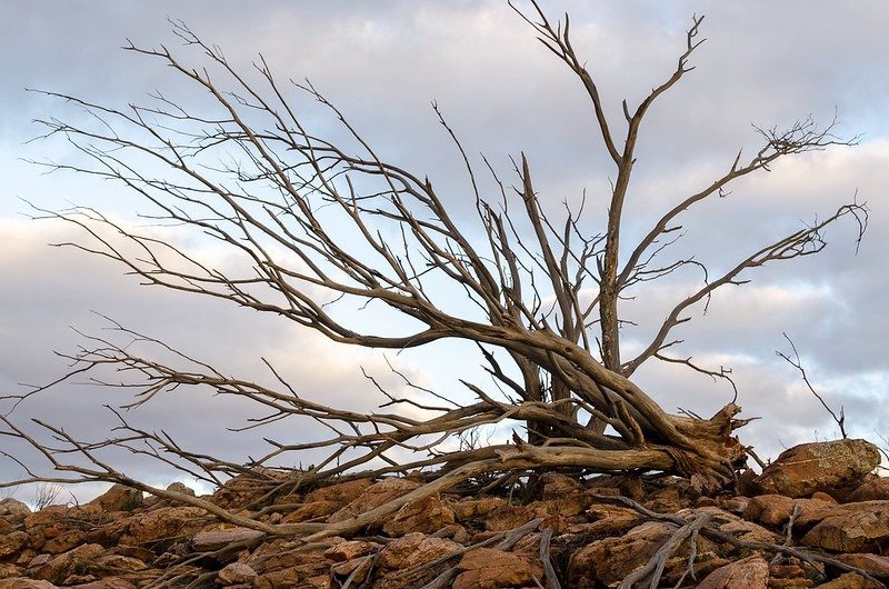 Pakistan, land, tenants, Punjab, Raj, British, India, canal, colonies,